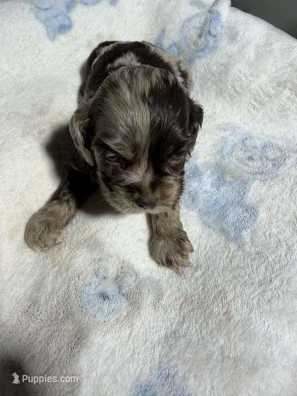 Joker – Cocker Spaniel puppy for sale in Pittsburg, TX