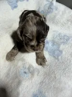 Joker, a male Cocker Spaniel for sale in Pittsburg, TX – 1 of 2