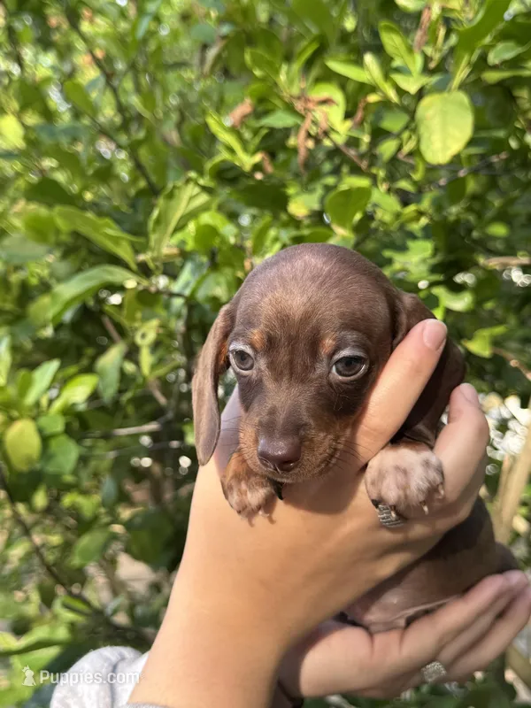Coco – Miniature Dachshund puppy for sale in Pittsburg, TX