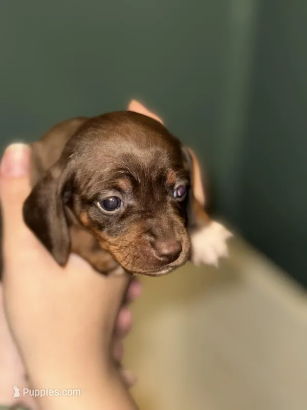 Coco – Miniature Dachshund puppy for sale in Pittsburg, TX