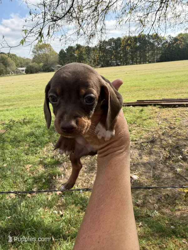 Coco – Miniature Dachshund puppy for sale in Pittsburg, TX