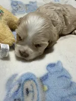 Willie, a male Cocker Spaniel for sale in Pittsburg, TX – 2 of 2