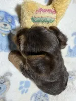 Leo, a male Yorkshire Terrier for sale in Pittsburg, TX – 2 of 2