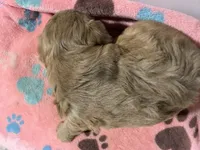 Precious , a female Yorkipoo and Poodle - Toy  for sale in Pittsburg, TX – 2 of 2