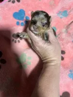 Sparkle, a female Yorkshire Terrier for sale in Pittsburg, TX – Photo 2 of 2