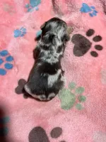 Sparkle, a female Yorkshire Terrier for sale in Pittsburg, TX – Photo 1 of 2