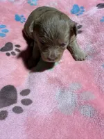 Precious , a female Yorkipoo and Poodle - Toy  for sale in Pittsburg, TX – 1 of 2