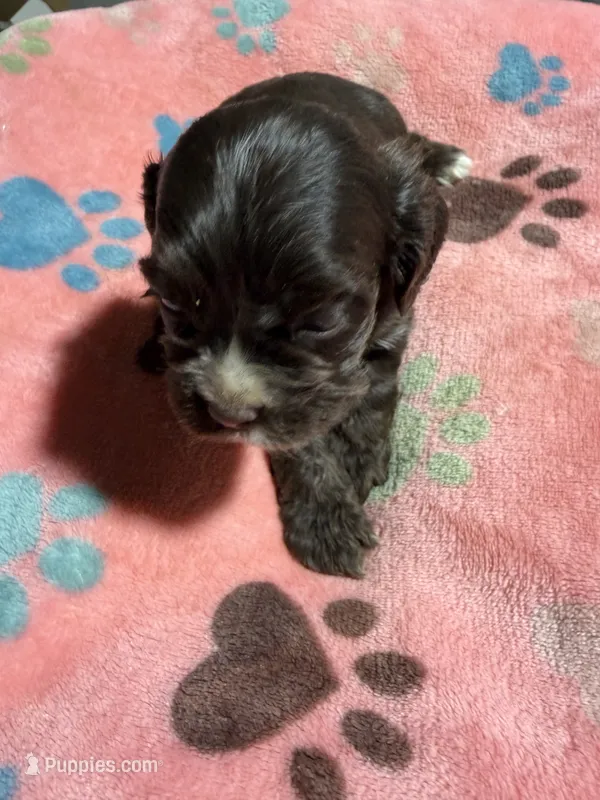 Sara – Cocker Spaniel puppy for sale in Pittsburg, TX