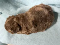 Prince, a male Yorkipoo and Poodle - Toy  for sale in Pittsburg, TX – 2 of 2