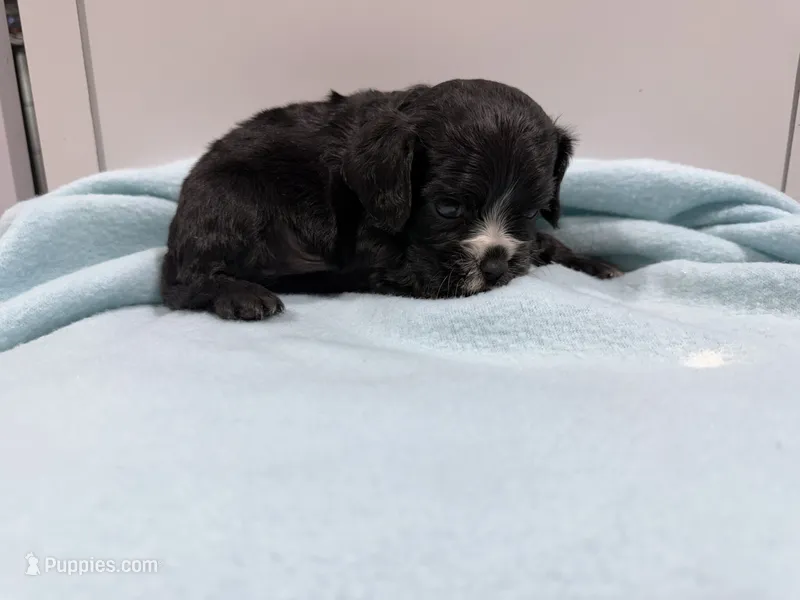 Stan – Cockalier puppy for sale in Pittsburg, TX