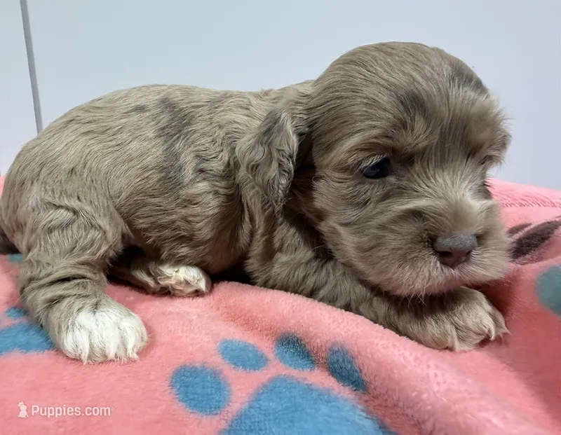Sara – Cockapoo puppy for sale in Pittsburg, TX