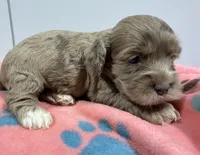 Sara, a female Cockapoo for sale in Pittsburg, TX – 1 of 1