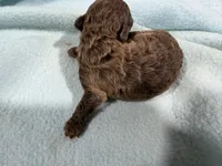 Boy 1, a male Poodle - Toy  for sale in Pittsburg, TX – 3 of 3