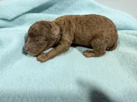 Boy 2, a male Poodle - Toy  for sale in Pittsburg, TX – 2 of 3