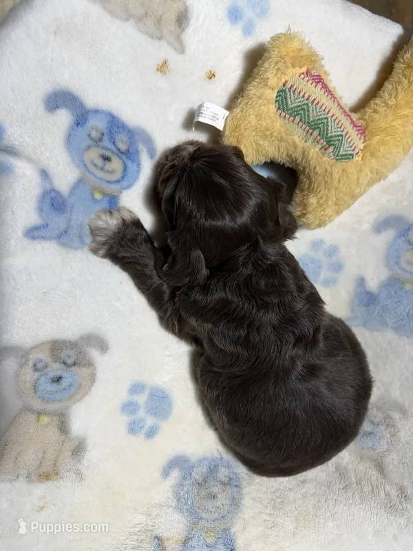 Cash – Cocker Spaniel puppy for sale in Pittsburg, TX