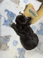 Cash, a male Cocker Spaniel for sale in Pittsburg, TX – 1 of 2