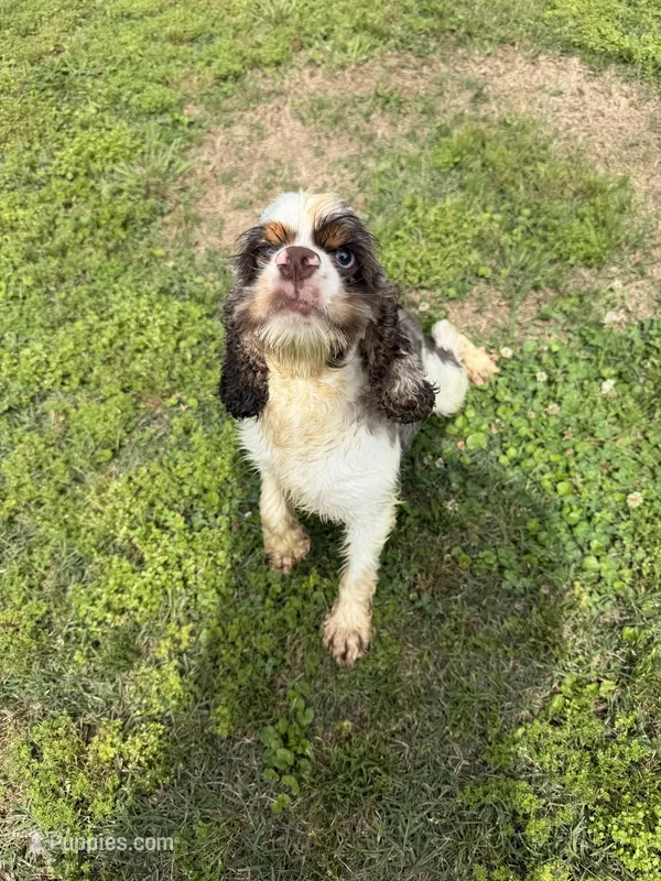 Rocky, a male Cocker Spaniel for sale in Pittsburg, TX – 1 of 2