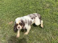 Rocky, a male Cocker Spaniel for sale in Pittsburg, TX – 2 of 2