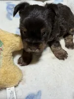 Charlie, a male Yorkshire Terrier for sale in Pittsburg, TX – 2 of 2