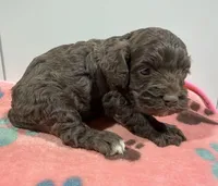 Lily, a female Cockapoo for sale in Pittsburg, TX – 1 of 1