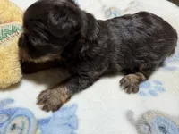 Charlie, a male Yorkshire Terrier for sale in Pittsburg, TX – 1 of 2