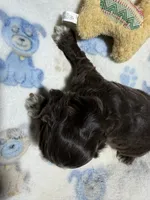 Gus, a male Cocker Spaniel for sale in Pittsburg, TX – 2 of 2