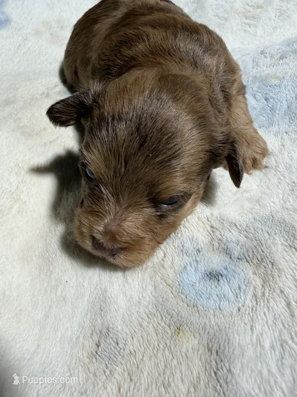 Prince – Yorkipoo, Poodle - Toy  puppy for sale in Pittsburg, TX