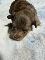 Prince, a male Yorkipoo and Poodle - Toy  for sale in Pittsburg, TX – 1 of 2
