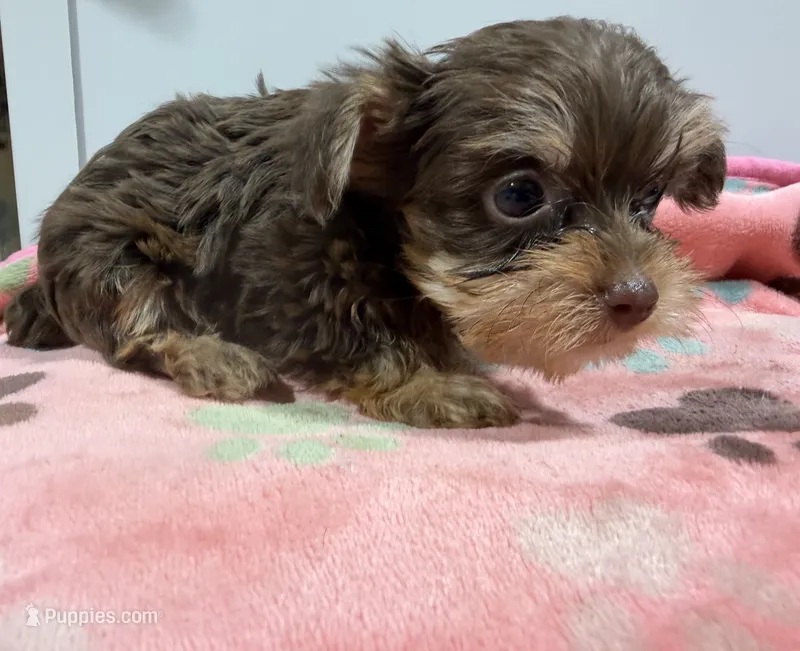 Izzy – Yorkshire Terrier puppy for sale in Pittsburg, TX