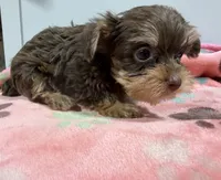 Izzy, a female Yorkshire Terrier for sale in Pittsburg, TX – 1 of 1