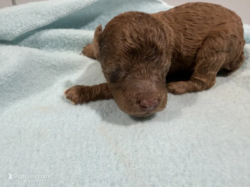 Boy 2 – Poodle - Toy  puppy for sale in Pittsburg, TX