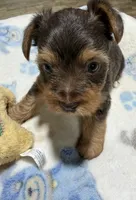 Leo, a male Yorkshire Terrier for sale in Pittsburg, TX – 1 of 2