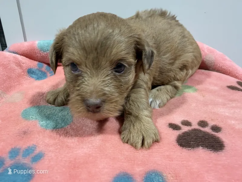Precious  – Yorkipoo, Poodle - Toy  puppy for sale in Pittsburg, TX