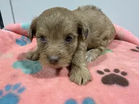 Precious , a female Yorkipoo and Poodle - Toy  for sale in Pittsburg, TX – 1 of 2