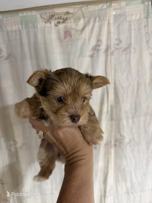 Lucky – Yorkshire Terrier puppy for sale in Pittsburg, TX