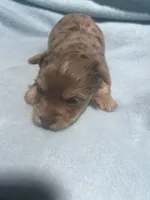 Lucky, a male Yorkshire Terrier for sale in Pittsburg, TX – Photo 2 of 2