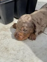 Hulk, a male Miniature Dachshund for sale in Pittsburg, TX – Photo 2 of 2