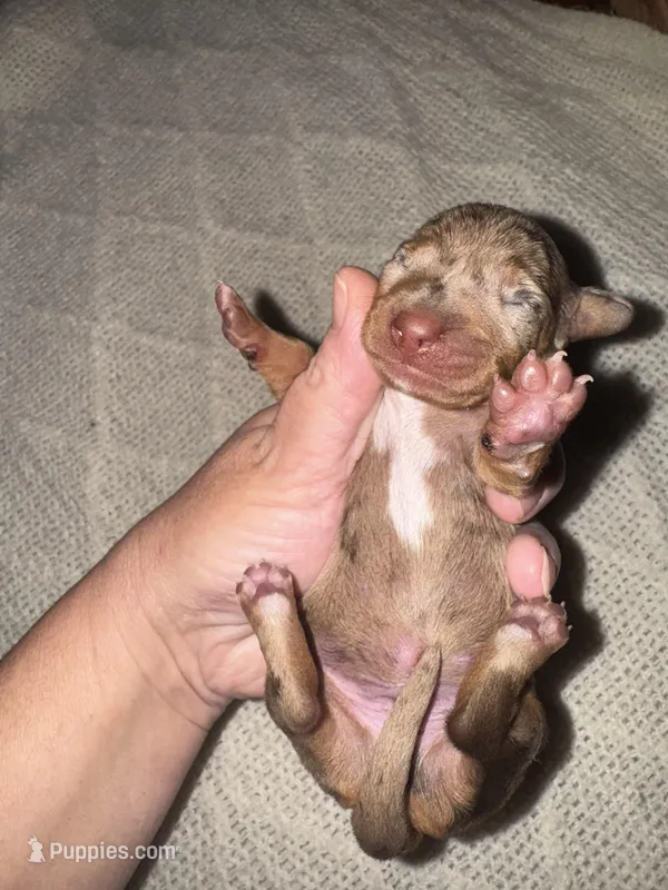 Hulk, a male Miniature Dachshund for sale in Pittsburg, TX – Photo 1 of 3