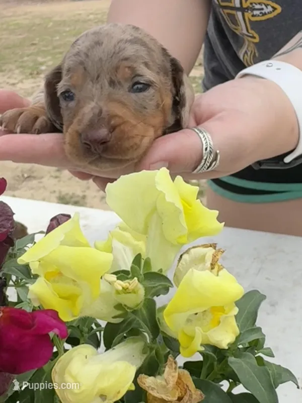 Hulk – Miniature Dachshund puppy on hold in Pittsburg, TX