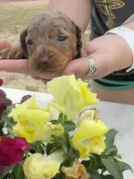 Hulk, a male Miniature Dachshund for sale in Pittsburg, TX – Photo 1 of 2