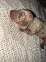 Hulk, a male Miniature Dachshund for sale in Pittsburg, TX – Photo 2 of 3