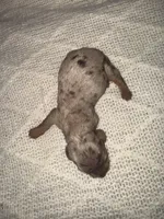 Hulk, a male Miniature Dachshund for sale in Pittsburg, TX – Photo 3 of 3