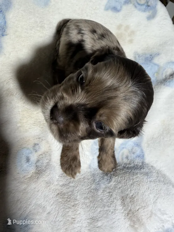 Sleepy – Cocker Spaniel puppy for sale in Pittsburg, TX