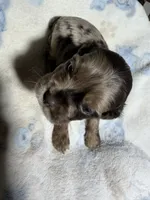 Sleepy, a male Cocker Spaniel for sale in Pittsburg, TX – 1 of 2