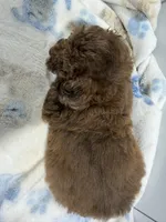 Boy 2, a male Poodle - Toy  for sale in Pittsburg, TX – 2 of 3