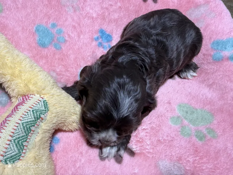 Lilly – Cocker Spaniel puppy for sale in Pittsburg, TX