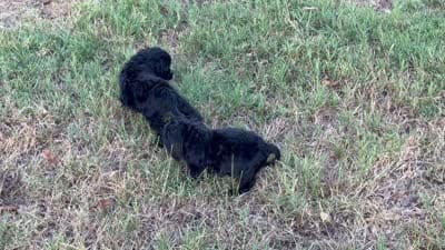 Leo, a male Cocker Spaniel and Cavalier King Charles Spaniel for sale in Pittsburg, TX – 2 of 2