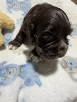 Cash, a male Cocker Spaniel for sale in Pittsburg, TX – 2 of 2