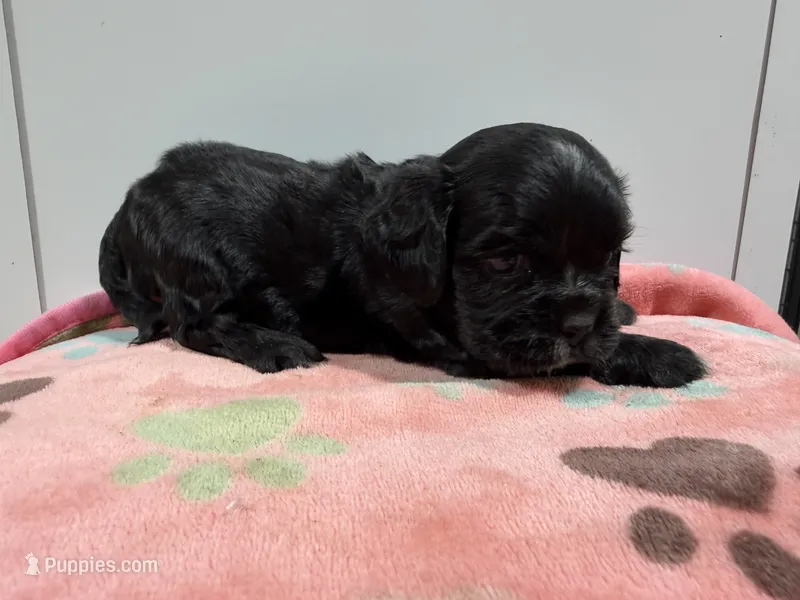 Rosie – Cockalier puppy for sale in Pittsburg, TX