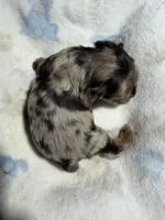 Sleepy, a male Cocker Spaniel for sale in Pittsburg, TX – 2 of 2